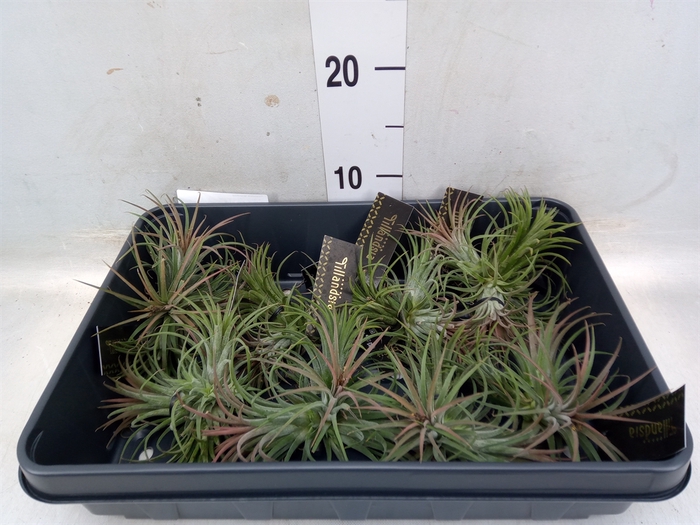 <h4>Tillandsia ionantha</h4>