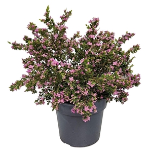 BORONIA CRENULATA