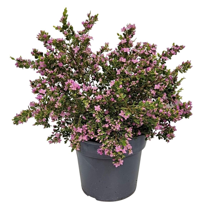 <h4>BORONIA CRENULATA</h4>