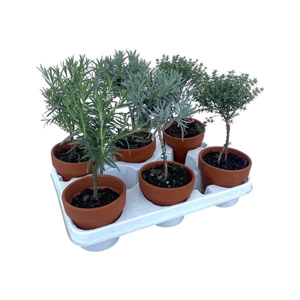 <h4>Kruiden mix op stam in terracotta pot</h4>