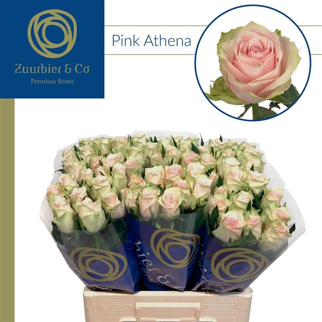 <h4>R Gr Pink Athena</h4>