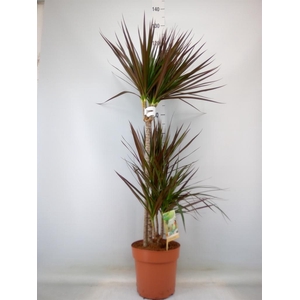Dracaena marg. 'Magenta'