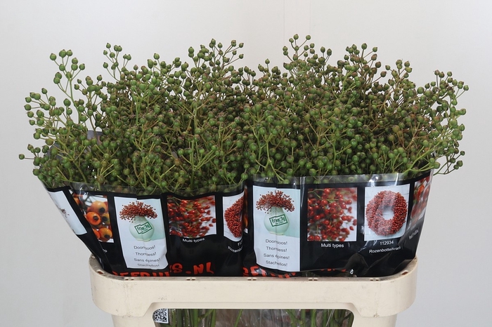 <h4>ROSA AUT ROSEFRUITS</h4>