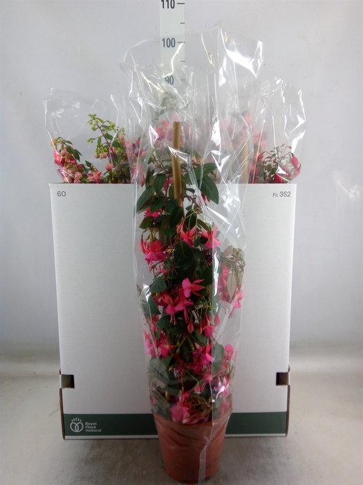 <h4>Fuchsia   ...</h4>