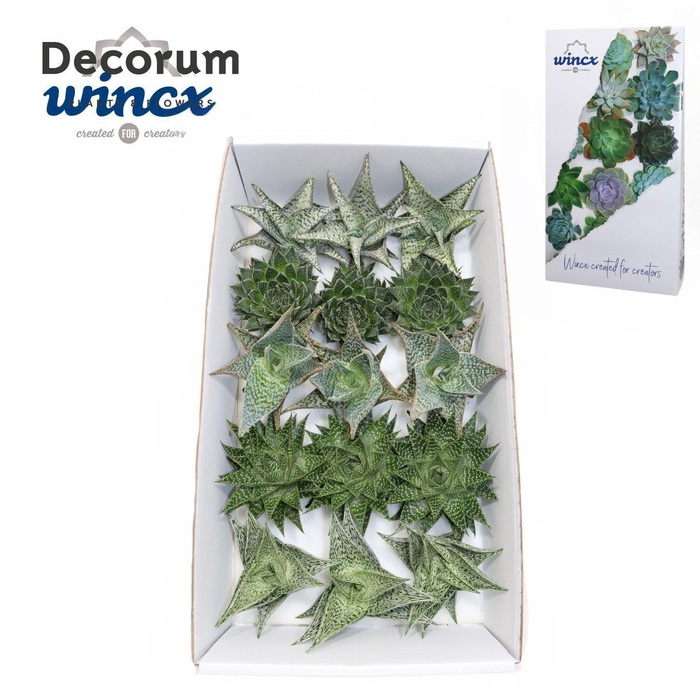 Aloe Mix (wincx) Cutflower