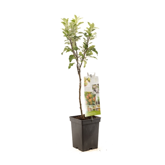 <h4>Malus dom. Cox's Orange P. Patio Handappel</h4>