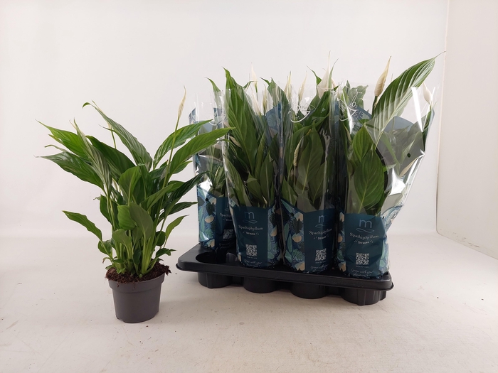 <h4>SPATH STRAUSS</h4>