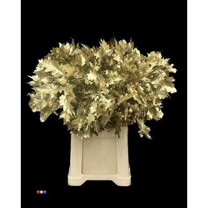 Quercus Klb Gold 80cm GK