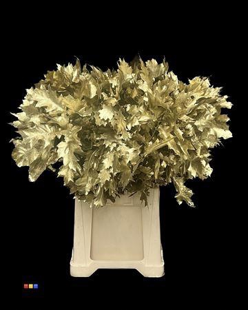 <h4>Quercus Klb Gold 80cm GK</h4>