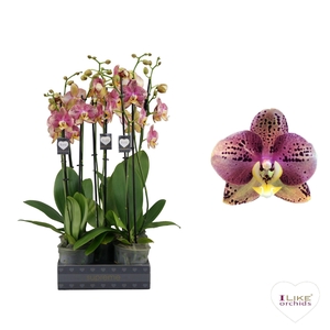 Phalaenopsis Flash - 2 tak 60cm