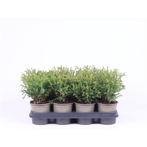 Thuja occidentalis 'Mr. Bowling Ball'