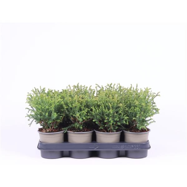 Thuja occidentalis 'Mr. Bowling Ball'