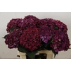 Hydrangea my mon amour purple