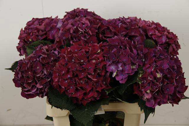 Hydrangea my mon amour purple