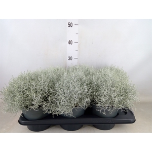 Leucophyta brownii