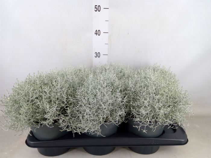 <h4>Leucophyta brownii</h4>