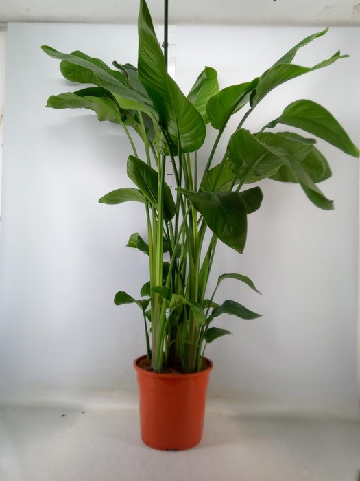 <h4>Strelitzia nicolai</h4>