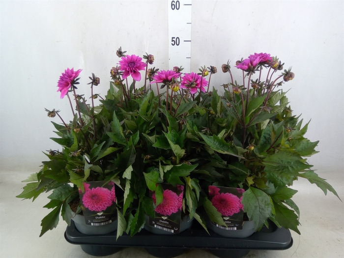 <h4>Dahlia   ...from seeds/cuttings</h4>