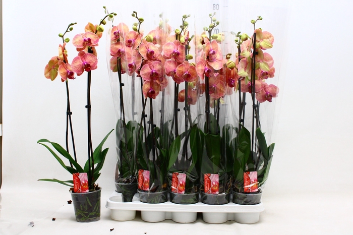 <h4>PHAL OV ORANJE</h4>