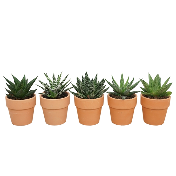 <h4>Aloë-Hawortia mix in 6 cm 'Terracotta Kraagpotje'</h4>