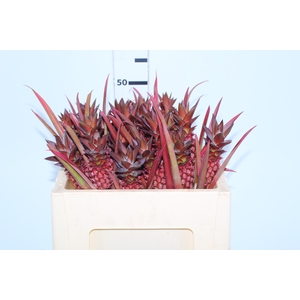 ANANAS BRS BOYRA