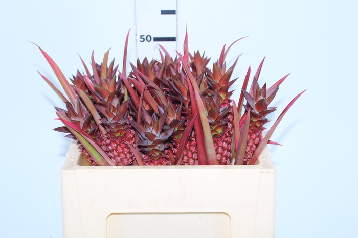 ANANAS BRS BOYRA
