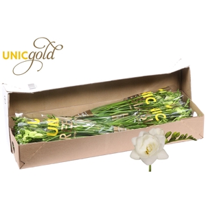 Barendse Freganzia Belleville Freganzia 5x20 in box Unicum