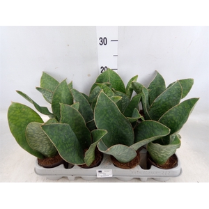 Sansevieria grandis