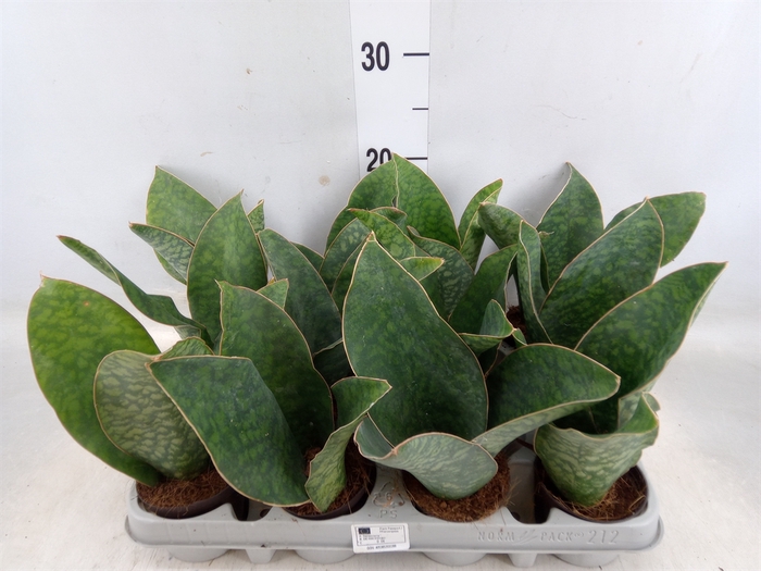 <h4>Sansevieria grandis</h4>