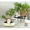 BONSAI GEM