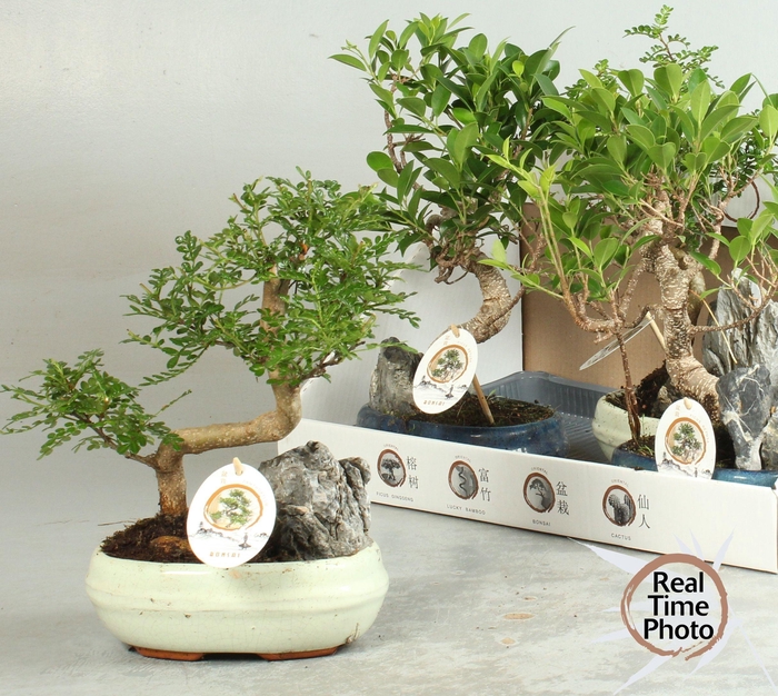 BONSAI GEM