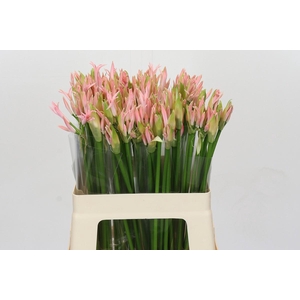 Nerine Vesta K