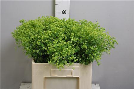 <h4>Alchemilla mollis 'Robustica'</h4>