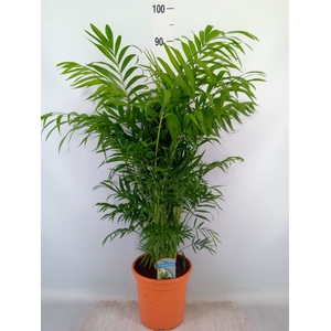 Chamaedorea elegans