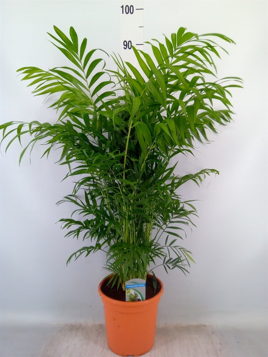<h4>Chamaedorea elegans</h4>