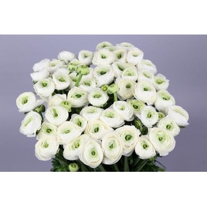 Ran Clooney Niveus Extra