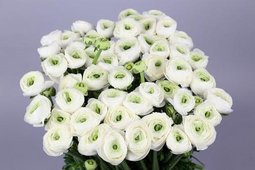 <h4>Ran Clooney Niveus Extra</h4>