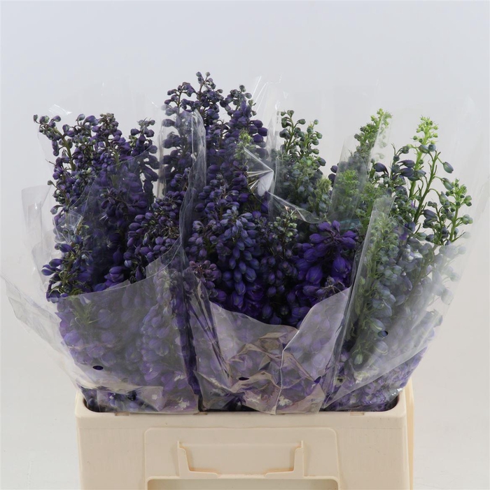 <h4>Delph Double Paars</h4>