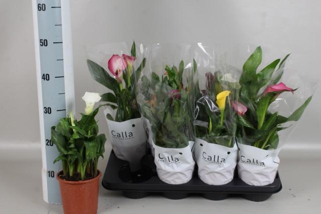 <h4>ZANT GEM 5 KL</h4>