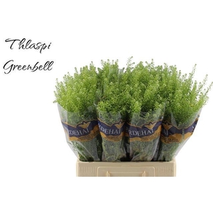 LEP RU GREEN BELL