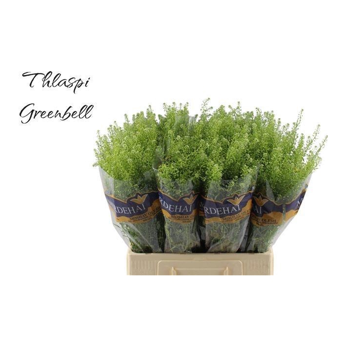 <h4>LEP RU GREEN BELL</h4>