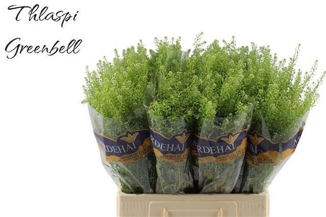 <h4>LEP RU GREEN BELL</h4>