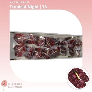 ANTH A TROPIC NIGHT