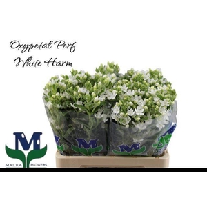 Oxy Co Perf Whi Harm