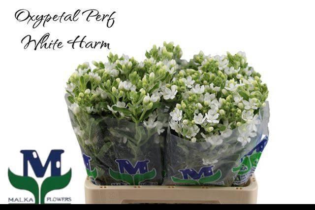 <h4>Oxy Co Perf Whi Harm</h4>