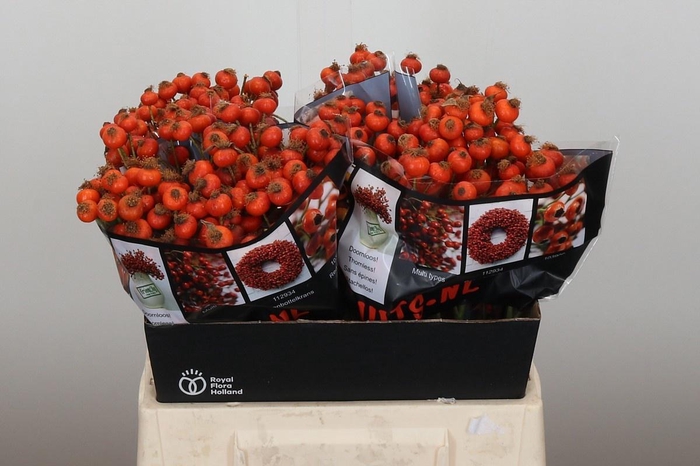 <h4>ROSA HIPHOP SUNSET</h4>