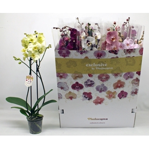PHAL GEM 10 KL