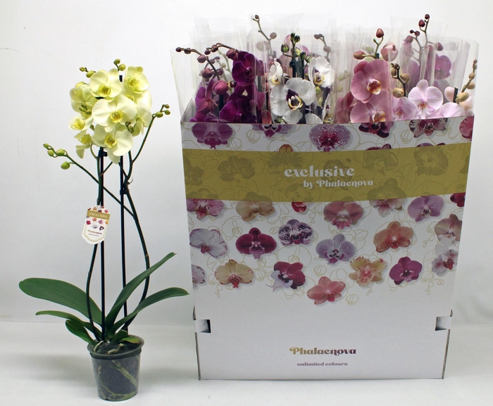 <h4>PHAL GEM 10 KL</h4>