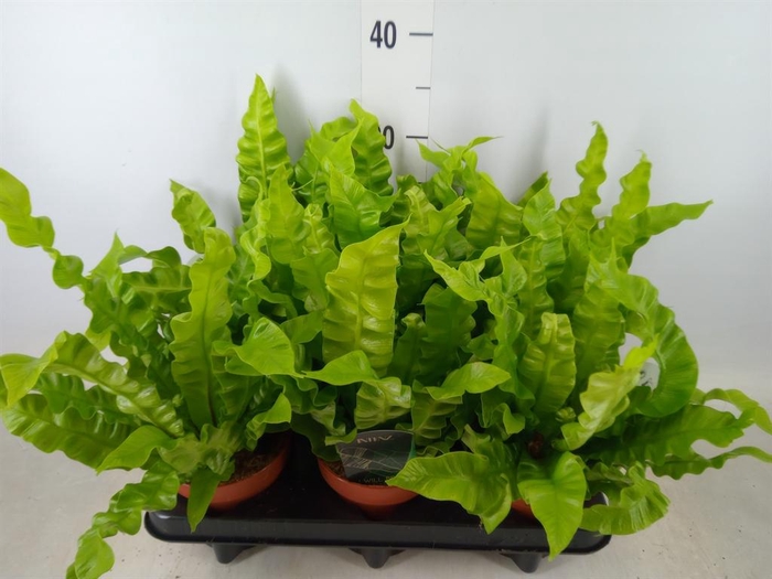 <h4>Asplenium nidus 'Crispy Wave'</h4>
