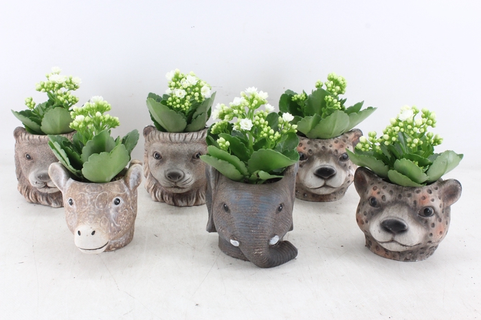 <h4>arr2 TD - Ker. wilde dieren x6</h4>